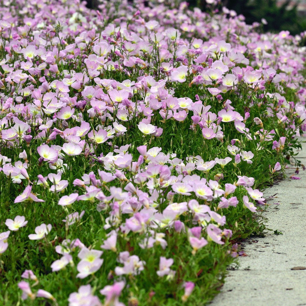 speciosa seeds 1kg
