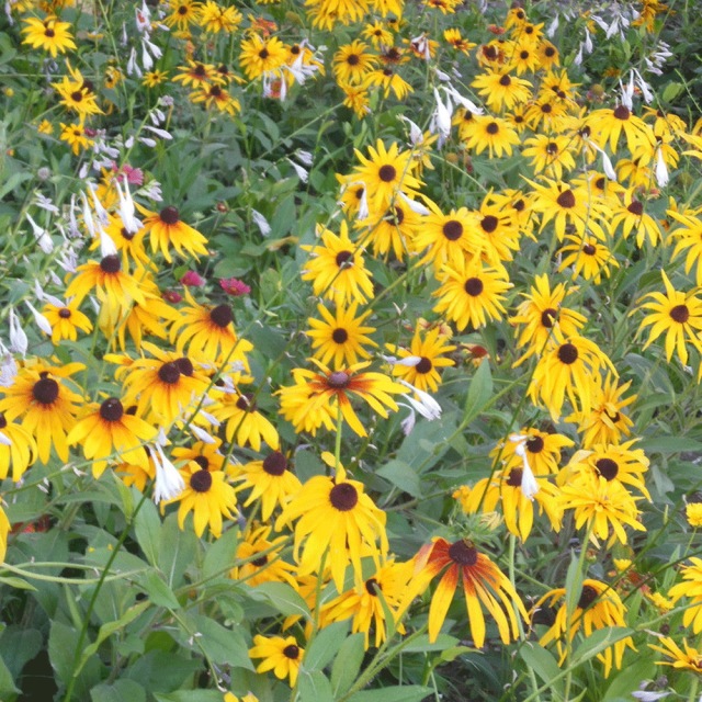 Rudbeckia hirta seeds 1kg