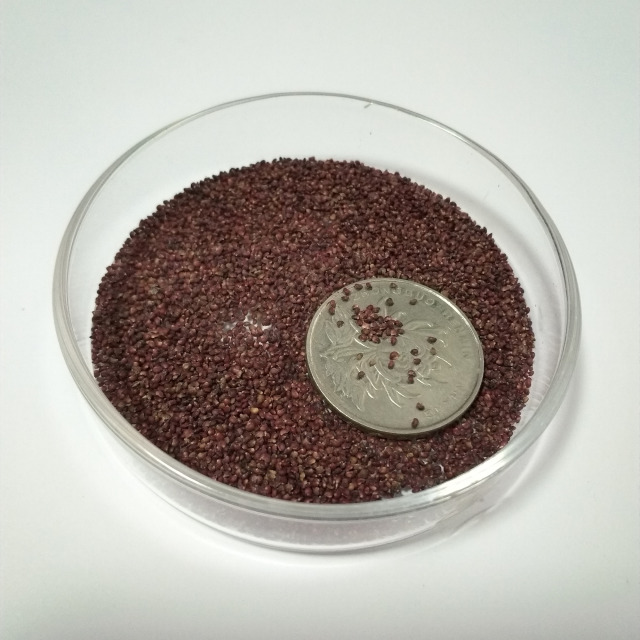 Duchesnea indica seeds 1kg