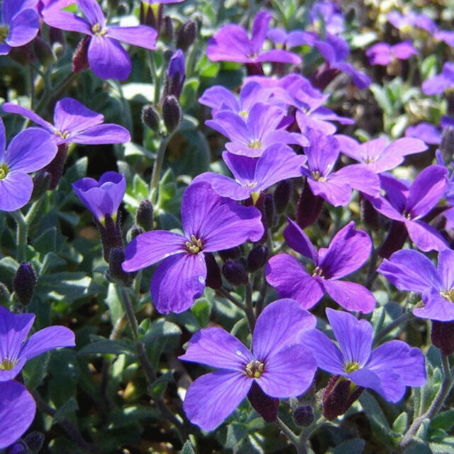 Aubrieta deltoidea seeds 1KG