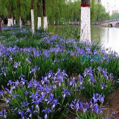 iris ensata thunb seeds 1KG