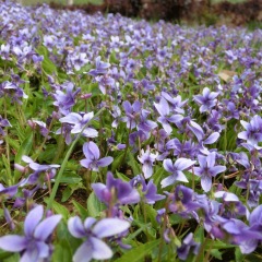 Viola mandshurica seeds 1KG