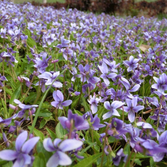 Viola mandshurica seeds 1KG