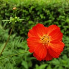 Dwarf Cosmos sulphureus seeds 1KG