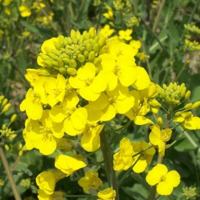 Brassica campestris seeds 1kg