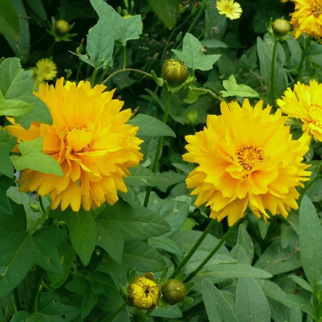 Tall Coreopsis basalis seeds 1kg