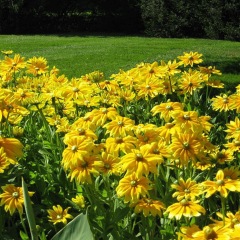 Rudbeckia hirta Gloriosa seeds 1kg