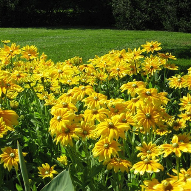 Rudbeckia hirta Gloriosa seeds 1kg