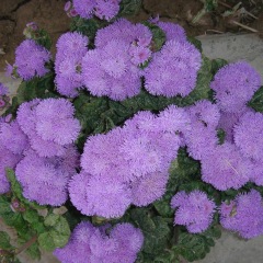 Ageratum conyzoides seeds 1kg