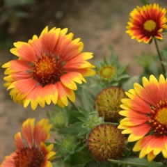 Gaillardia pulchella seeds 1KG