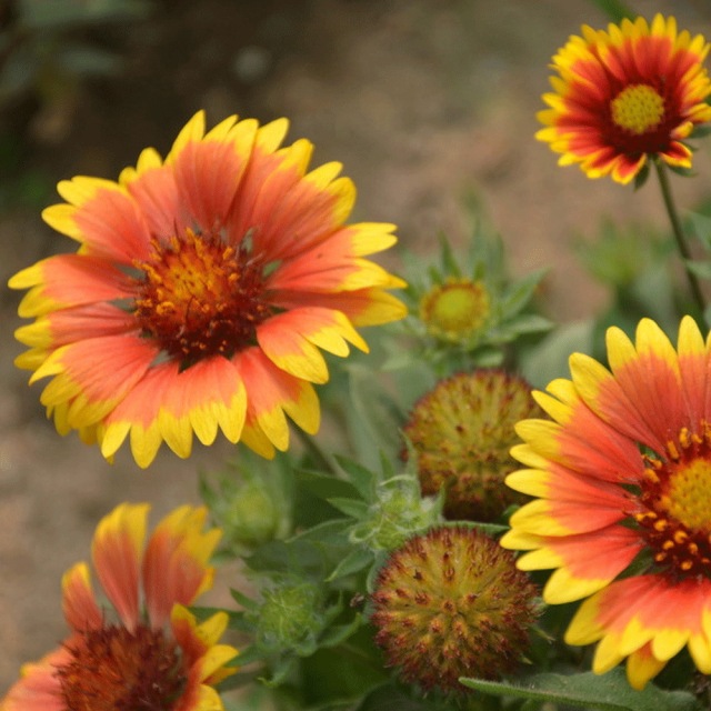 Gaillardia pulchella seeds 1KG