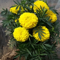 marigold seeds 1KG