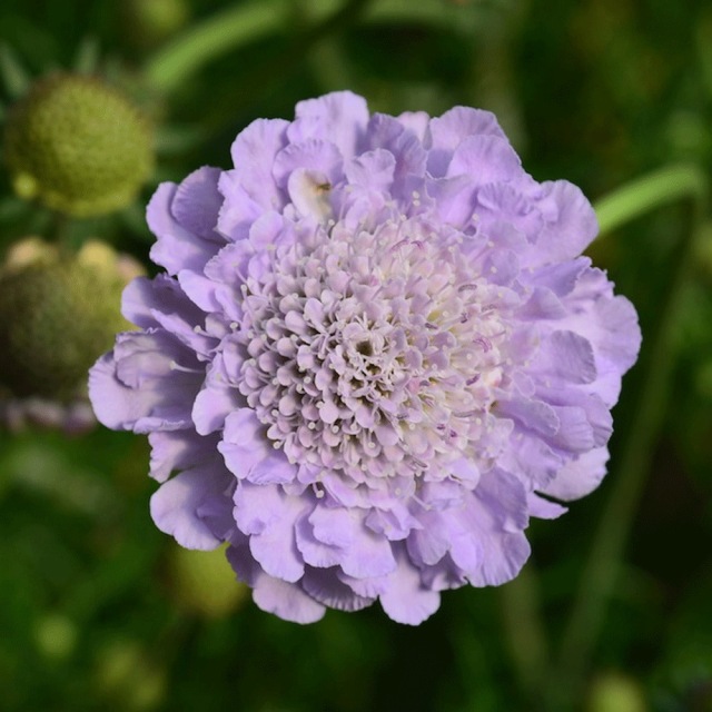 Scabiosa atropurpurea seeds 1KG
