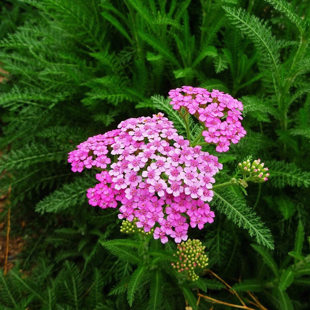 Alpine Yarrow Herb seeds 1kg