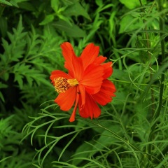 Tall Cosmos sulphurens seeds 1KG