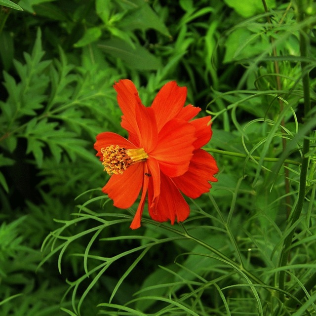 Tall Cosmos sulphurens seeds 1KG