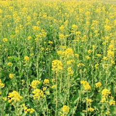 Brassica campestris seeds 1kg