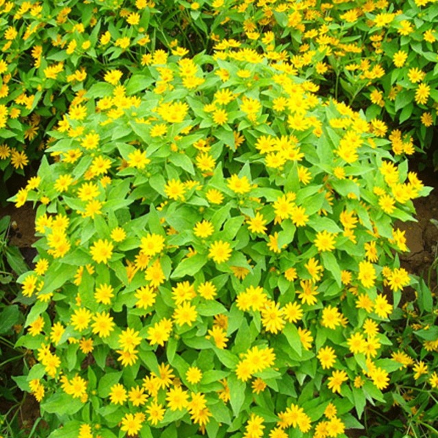 Melampodium divaricatum seeds 1kg