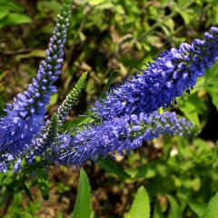 Veronica polita seeds 1KG