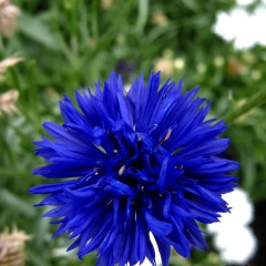 cornflower seeds 1kg