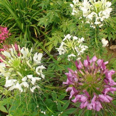 Cleome spinosa seeds 1KG