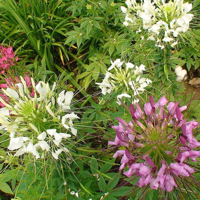 Cleome spinosa seeds 1KG