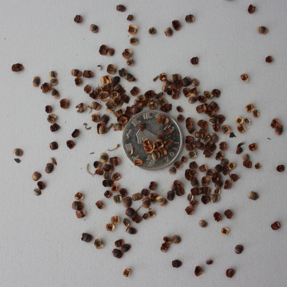 Tall Coreopsis basalis seeds 1kg