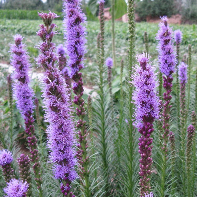 Liatris spicata seeds 1KG