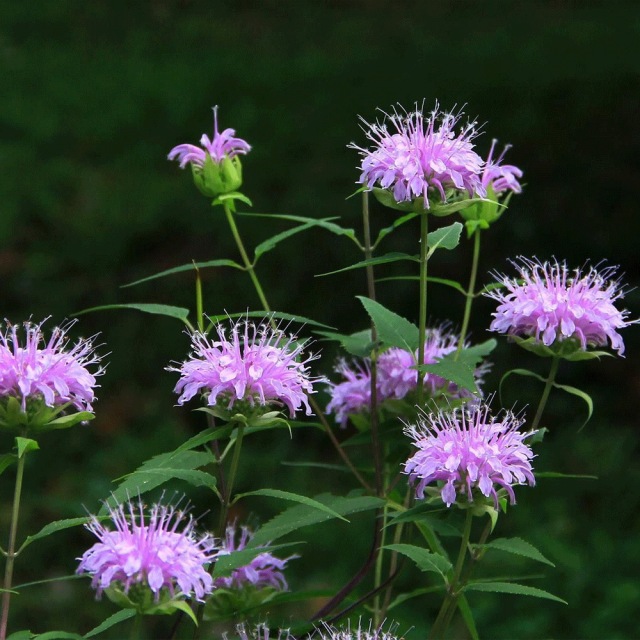 Monarda didyma seeds 1kg