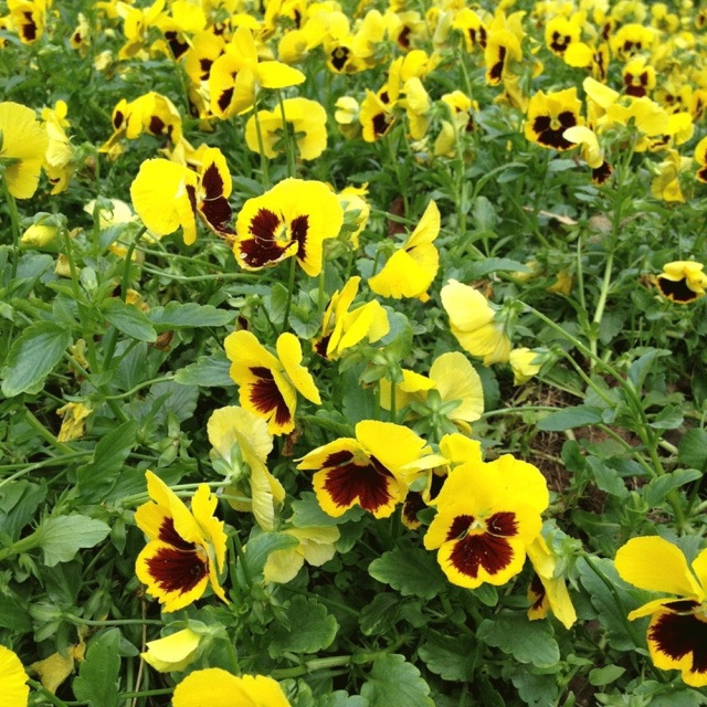 pansy seeds 1KG