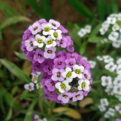 Lobularia maritima seeds/sweet alyssum seeds 1KG