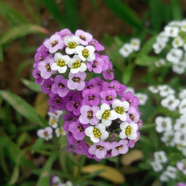 Lobularia maritima seeds/sweet alyssum seeds 1KG
