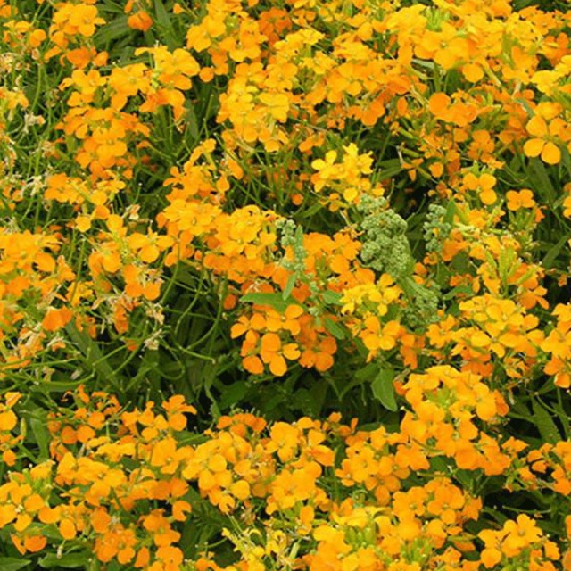 Cheiranthus allionii seeds 1kg