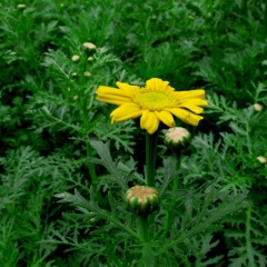 Chrysanthemum coronarium seeds 1KG