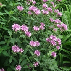 Monarda didyma seeds 1kg
