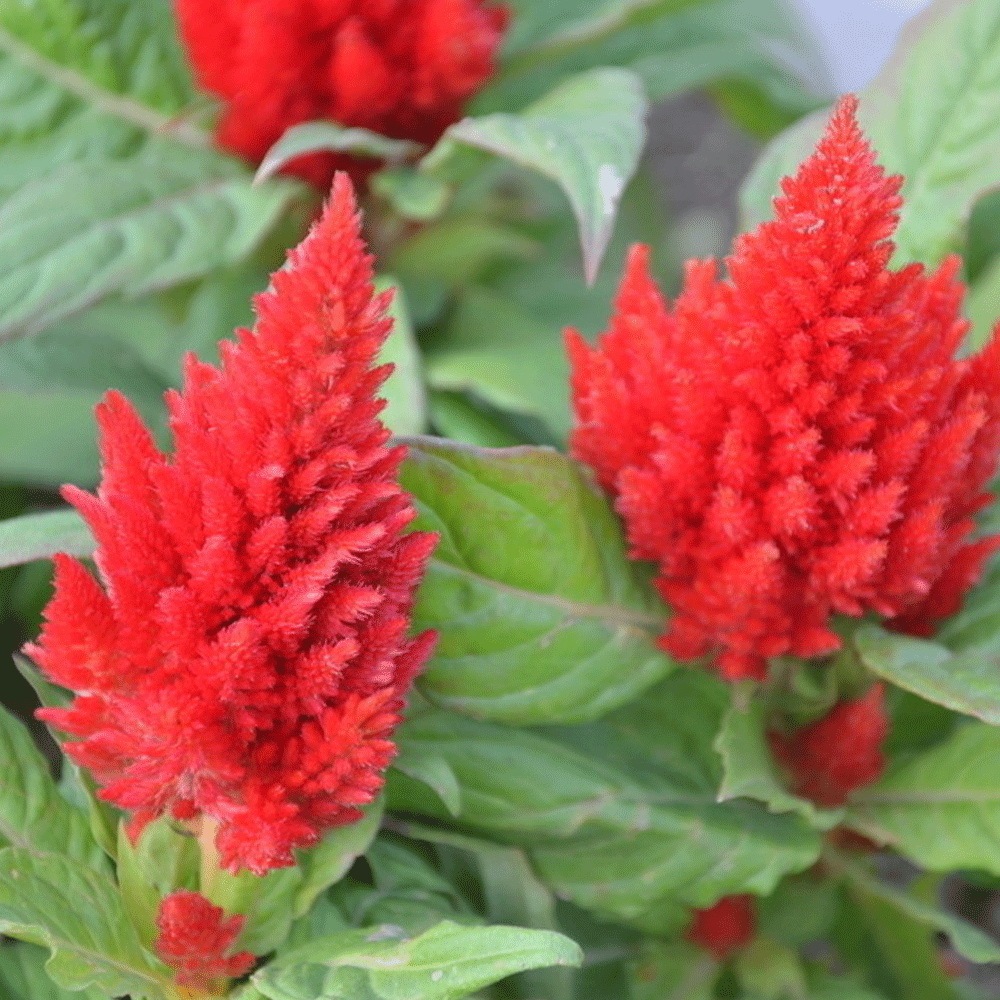 cockscomb seeds 1kg