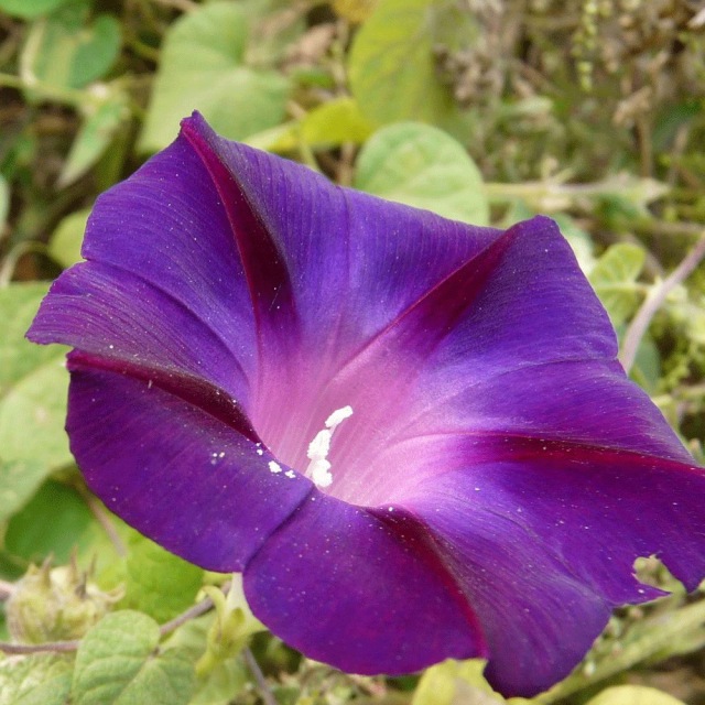 morning glory seeds 1KG