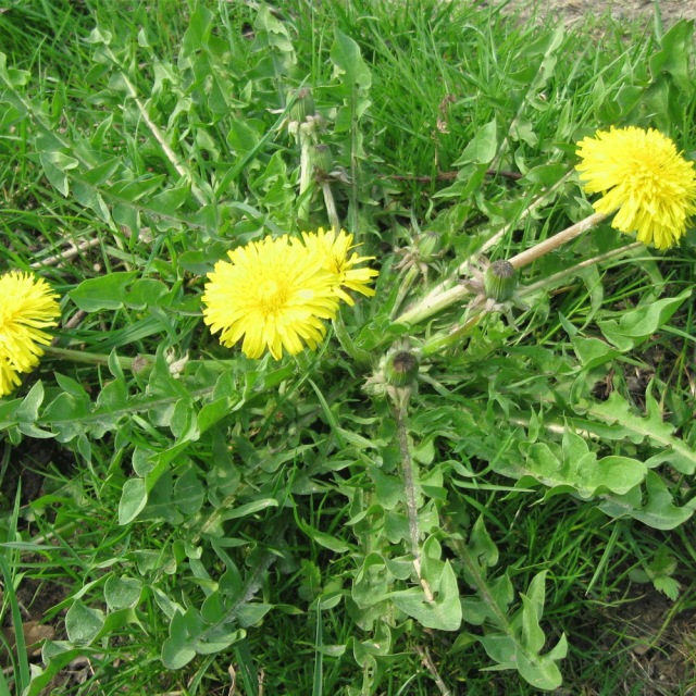 Taraxacum officnala seeds 1KG
