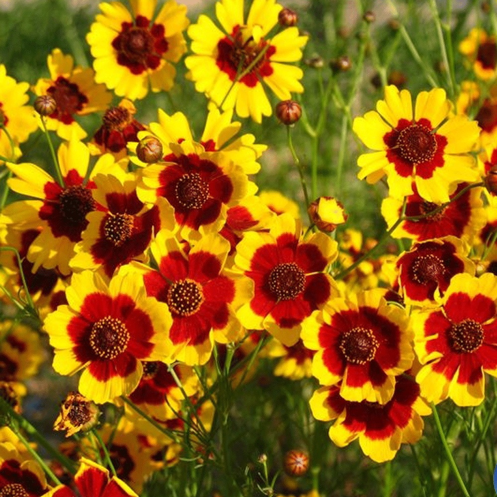 Sanvitalia procumbens seeds 1KG