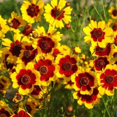 Sanvitalia procumbens seeds 1KG