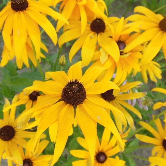 Rudbeckia hirta seeds 1kg