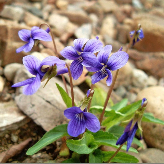 Viola mandshurica seeds 1KG