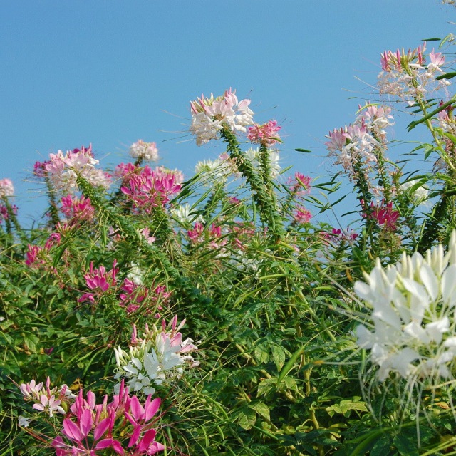Cleome spinosa seeds 1KG