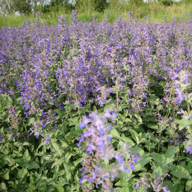 Nepeta angustifolia seeds 1kg