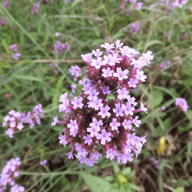 verbena seeds 1kg