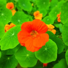 Tropaeolum majus seeds 1kg
