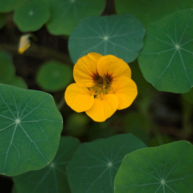 Tropaeolum majus seeds 1kg