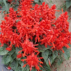 Salvia splendens seeds 1KG