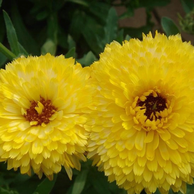 Calendula officinalis seeds 1kg