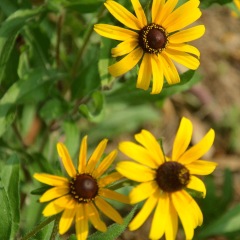 Rudbeckia hirta seeds 1kg